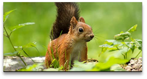 Paul Sinus Leinwandbild 120x60cm Eichhörnchen Süß Niedlich Natur Lieblich