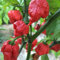 Carolina Reaper Rot Chili Pfeffer Samen - Superwürzige Exotische Chili-Pflanze Offen Befruchteten Garantierte Samensorte