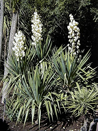 Aamish Yucca Gloriosa Pflanze Samen