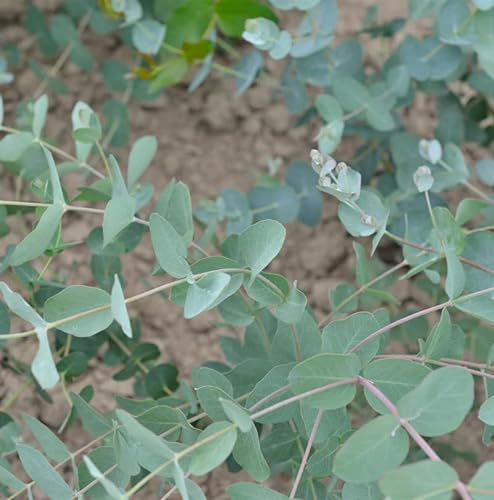 Tasmanischer Eukalyptus Silver Dollar 30-40cm - Eucalyptus gunnii