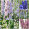 300 pcs samen rittersporn pflanze winterhart mehrjährig bodendecker winterhart mehrjährig, saatgut kräutersamen balkonpflanzen pflanzen samen winterharte kübelpflanzen, garten geschenke