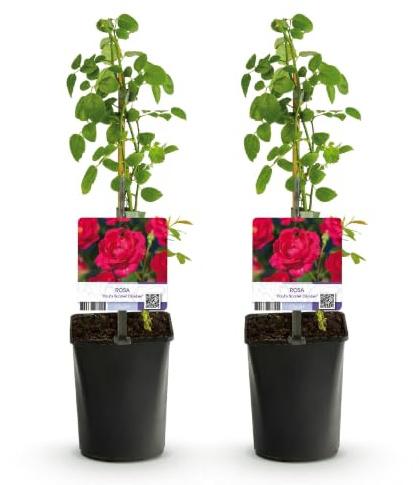 GreenboutiQ - Kletterrose - Rosa Paul Scarlet Climber - Blüte Rot - Wenig Pflege - 2 Pflanzen - Topf 11cm Höhe 40cm