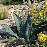 Agave Goldene Flowered Sukkulente Samen (Agave chrysantha) 20 + Seeds (40+)