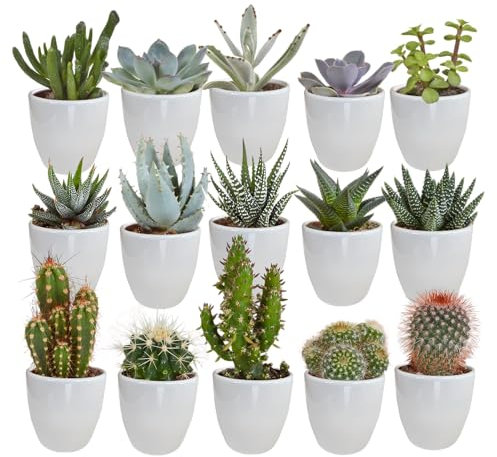 Cacti | Mélange de cactus et de plantes grasses en céramique blanche | 15 pièces | Ø 6,5 cm | 8-13 cm | dans un pot de couleur assortie | Plantes d'intérieur faciles à entretenir