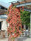 Hot 2 Pcs Real Clematis Bulbs, (Not Clematis Seeds), Bonsai Flower Bulbs Clim Plant Perennial Flowers Clematis Bulbous Root 10