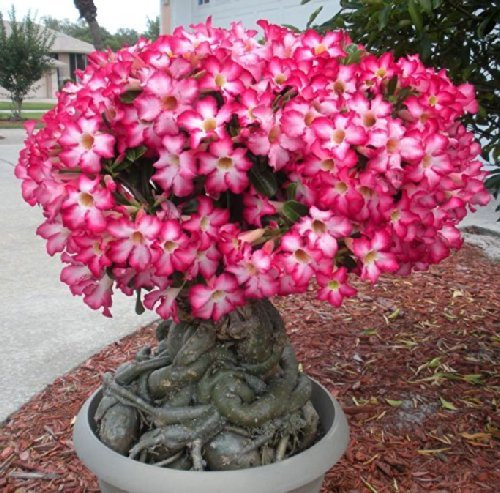 Desert Rose Adenium Obesum colori misti 10 semi