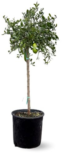 Attitude Jardin - Citron caviar rouge - microcitrus australasica - agrume méditerranéen - arbre fruitier - 110-120 cm - ⌀ 24 cm