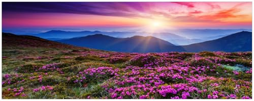 Wallario Küchenrückwand selbstklebend 115 x 50 cm, Motiv: Blumenbedeckte Wiese bei Sonnenuntergang | Spritzschutz abwischbar & pflegeleicht