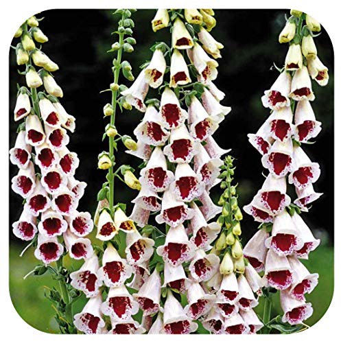 Foxglove Digitalis 'Pam's Choice' 'Elsie Kelsey' x 6 Large Perennial Plug Plants