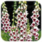 Foxglove Digitalis 'Pam's Choice' 'Elsie Kelsey' x 6 Large Perennial Plug Plants