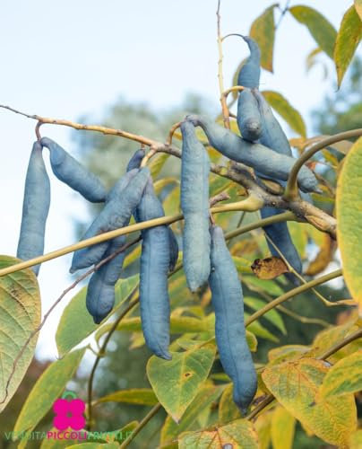 Blaue Fingerpflanze 'Decaisnea Fargesi' - im Topf Ø 18 cm - Höhe 70/80 cm