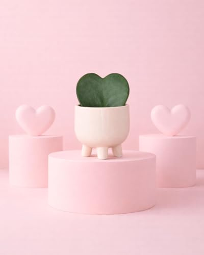 PUR PLANT Hoya Kerrii | Planta Corazón Natural | Planta de Interior Resistente | Maceta Potit Cerámica Beige | Maceta de Ø 6 cm