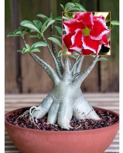 (Adenium obesum) Piante primaverili popolari-Piante di colore misto-rosa del deserto pianta vera