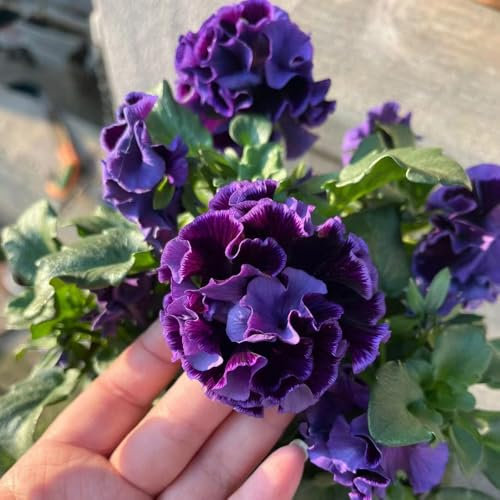 400 pz semi di viola del pensiero resistenti - balcone di semi di fiori semi di piante semi di viola cornuta, di semi, semi di prato, piante da giardino, semi di prato di fiori