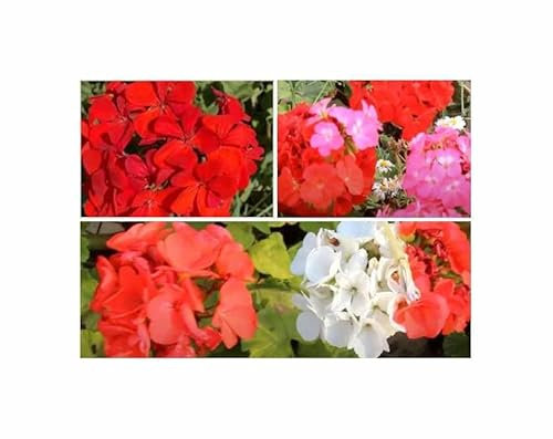 Stk - 8x Hängegeranien Tornado F1 Mischung Garten Pflanzen - Samen F-S521 - Seeds & Plants Shop by Ipsa
