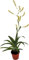 Juwel 88050 bioPlus coarse (Compact) - Schwamm grob, M