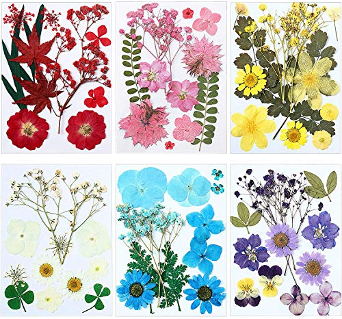 EBOOT 72 Stück Getrocknete Gepresste Blumen für Epoxidharz Formen Echte Trockenblumen Blätter Natürliche Kräuter für Scrapbooking Basteln Schmuck Kerzen Seifen Machen Nagel Deko (Eleganter Stil)