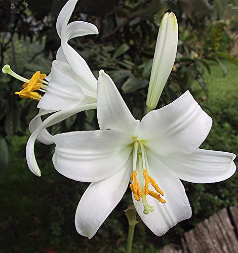 Blumenzwiebeln (1 X Lilium candidum oder Madonnen-Lilie)