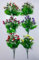 Seinna Shaun Vibrant Mini Rose Bushes Box of 24 Assorted Colors 45 Cm Perfect for Home Decor & Arrangements (Mini Rose Bush)