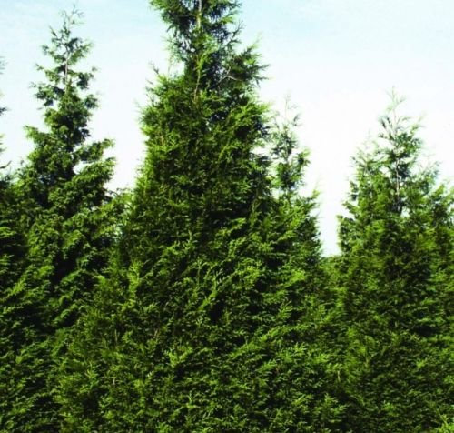 Thuja plicata Semi Arborvitae occidentale