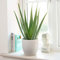 Plant Theory 30cm Aloe Vera Barbadens Indoor House Plant Fast Growing Easy Care 12cm Pot