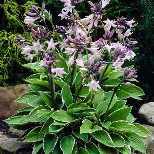 1 x Hosta Francee – Lavender Bell-Shaped Flowers – Summer Flowering Bulb – Adds Colour & Contrast to Landscape – Perennial – for Your Beautiful Garden
