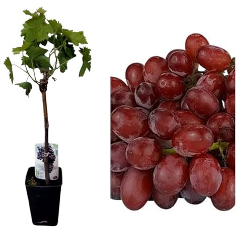 Planta Parra Injertadas de uva sin semilla. En maceta. Roja Crimson. Segura Garden. Frutos sabrosos sin molestias, ideal para disfrutar uvas sin semillas