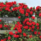 100 semi di fiori di rosa rampicante rossa