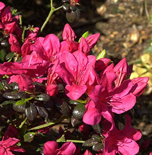 Japanische Azalee Maruschka® 25-30cm - Rhododendron obtusum - Zwerg Alpenrose
