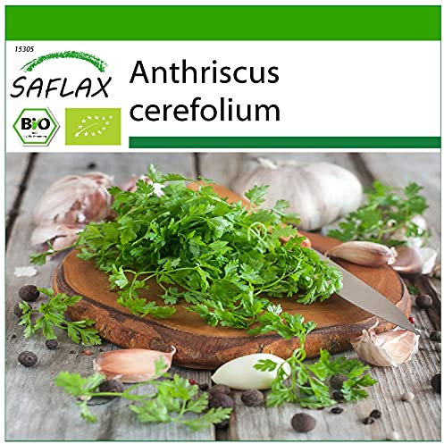 SAFLAX - Ecológico - Perifollo - 800 semillas - Con sustrato estéril para cultivo - Anthriscus cerefolium