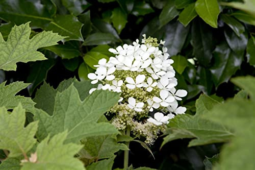 Eichenblatthortensie Hydrangea quercifolia 80-100 cm winterhart | Weiße Blütenrispen, herbstliche Laubfärbung, halbschattiger Standort, ideal für Beet und Kübel, robust und blühfreudig