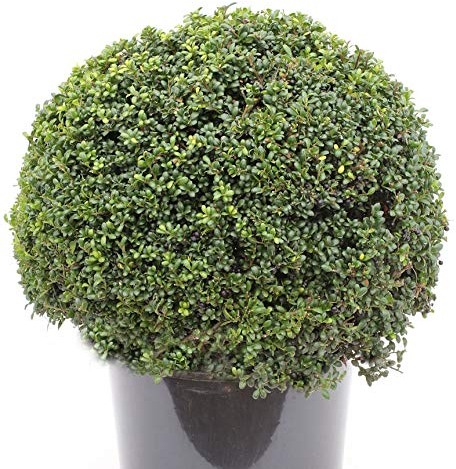 Kugelschnitt Japanische Stechpalme Ilex Glori Gem 15-20cm - Ilex crenata - Gartenpflanze