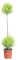 Pianta di Cupressus Macrocarpa Goldcrest Ball Albero di Cipresso Goldcrest pianta da esterno albero ornamentale in vaso Cipresso con chioma sferica pianta vera venduta da eGarden.store (Vaso 14 cm)