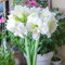 Amaryllis Zwiebel Weiß Zwiebeln Pflanzen Winterhart - Seltene Pflanzen Serie - Blumenzwiebeln Praktische Geschenke Hydroponik Blumenzwiebel Gartenpflanzen Balkonpflanzen - 2Stück