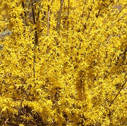 Forsythie Mindor 60-80cm - Forsythia - Gartenpflanze
