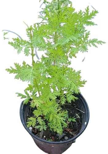 Artemisa Annua PREMIUM Planta Beneficiosa con Propiedades Medicinales