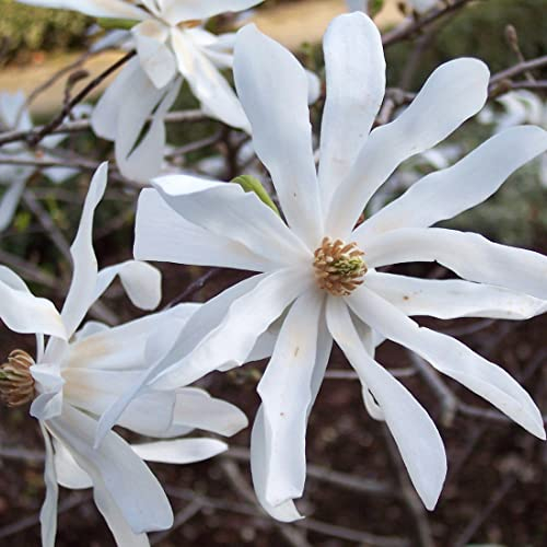 Magnolie stellata - Magnolia stellata - 40-60 cm Topf - Sternmagnolie für Garten