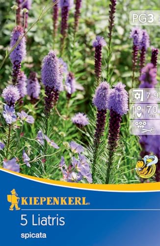 Kiepenkerl Prachtscharte Liatris Blau - Mehrjährige Stauden, Blumenzwiebeln für Bienenfreundliche Gärten