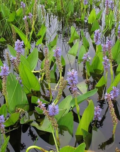 Lincolnshire Pond Plants Ltd - Marginal Aquatic Pond Plant - (Pontederia Cordata) - 9cm