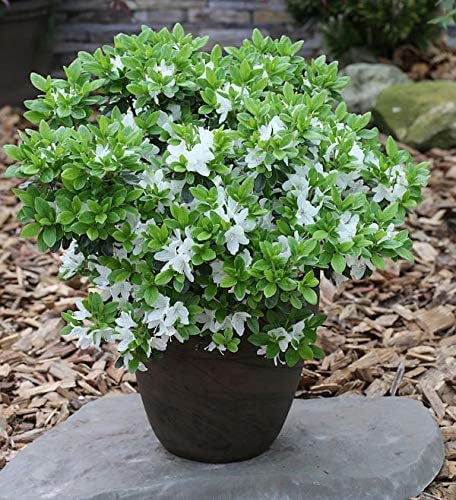 Japanische Azalee Diamant Weiß 20-25cm - Rhododendron obtusum - Zwerg Alpenrose - lebende Gartenpflanze aus den Baumschulen