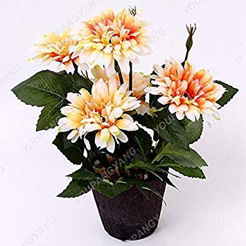 SEMI – 100 Stück Chrysanthemen, halb im Topf in einem Gefäß zum Selbermachen, wenn Sie den Garten in großen Mengen verwenden