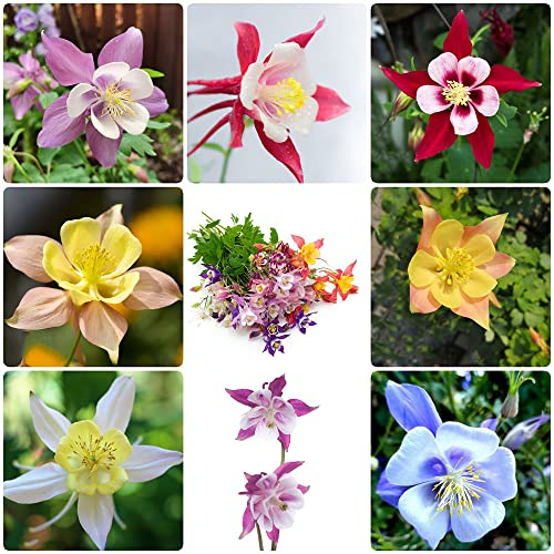 150 Stück akelei samen winterhart Aquilegia Columbine - Seltene Pflanzen serie - blumenmischung zimmergewächshaus anzucht saatgut geschenk wildblumensamen mehrjährig winterharte stauden