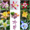 150 Stück akelei samen winterhart Aquilegia Columbine - Seltene Pflanzen serie - blumenmischung zimmergewächshaus anzucht saatgut geschenk wildblumensamen mehrjährig winterharte stauden