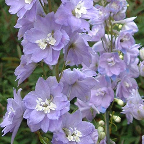 6 x Delphinium 'Camelliard' - Rittersporn Camelliard Topf 9x9cm