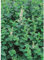 Marokkanische Minze, Mentha spicata 'Maroccan' - Kräuterpflanze, winterhart, im Topf 11 cm, in Gärtnerqualität von Blumen Eber - 11 cm
