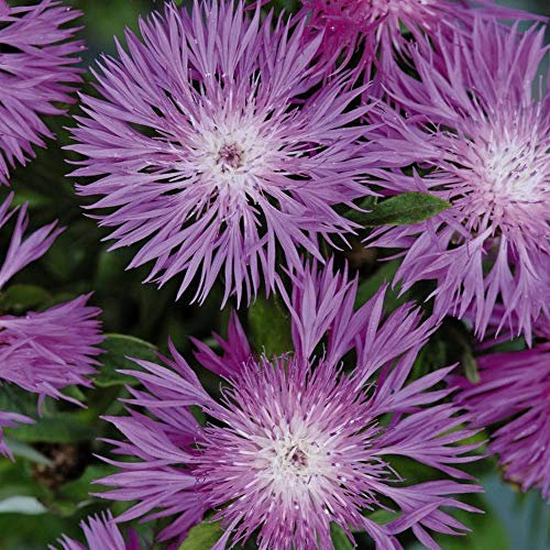 Potted Hardy Plant Cornflower, Wildlife Friendly Perennial, Bees and Butterflies, Pink Flowers in Summer, Gardens and Patios, 1 x Centaurea dealbata Plant in a 1 Litre Pot by Suttons