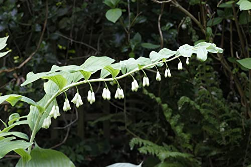 Polygonatum odoratum 9x9 cm Topf – Winterhart, Mehrjährig, Pflegeleicht – Salomonssiegel – Staude für Schattenbeet & Unterpflanzung