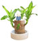 Brasilien Pflanzen Indoor Glücksholz Pflanze Set Kleine Mini-Pflanze Desktop-Pflanzen Brasilianische Holzpflanze Mit Mönchen Brazilian Wood Pflanzenstumpf Holz Hydrokulturpflanze (1B-A, 6X15cm)