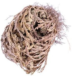 Pianta di Selaginella Lepidophylla pianta di Falsa Rosa di Gerico Pianta della Resurrezione pianta ornamentalee da interno pianta senza terra pianta vera venduta da eGarden.store