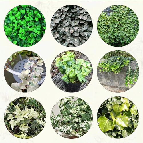 600 pcs Efeutute samen topfpflanzen draußen winterhart efeu bodendecker samen winterharte pflanzen für garten kletterpflanzen winterhart kräuterbeet winterfeste pflanzen für balkon
